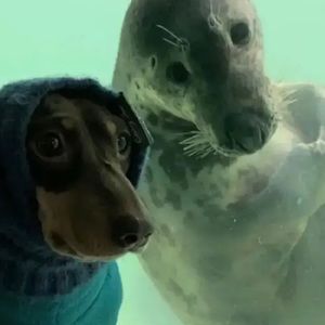 Meet your Posher, Alex